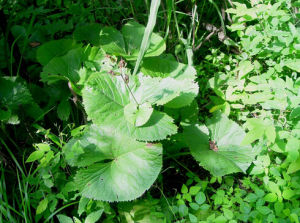 浙江橐吾 浙江橐吾