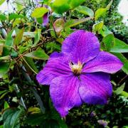 緬甸之星 緬甸之星