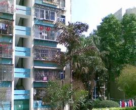 華僑城東組團 華僑城東組團