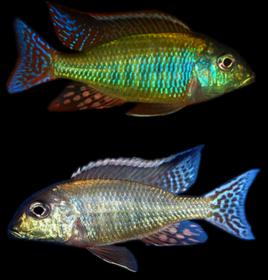 圓頭槳鰭麗魚 圓頭槳鰭麗魚