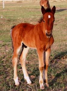 廄內之馬 廄內之馬