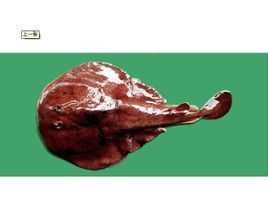 單鰭電鰩科 單鰭電鰩科