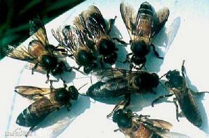 大蜜蜂[昆蟲綱動物]