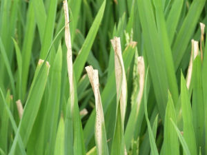 水稻白葉枯病