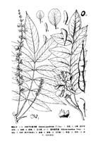 無患子葉崖豆藤（墨線圖）