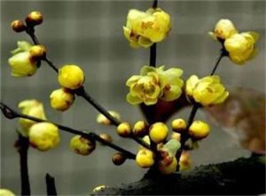 無毛川柳 無毛川柳