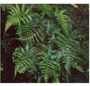 狹鱗雙蓋蕨 狹鱗雙蓋蕨