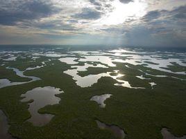 佛羅里達沼澤 佛羅里達沼澤