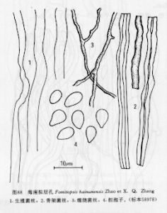 玫瑰擬層孔 玫瑰擬層孔