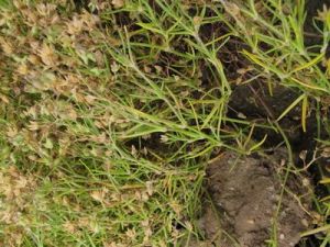 牛漆姑草屬 牛漆姑草屬