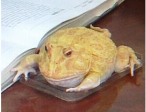 土豪金蛙驚現宜賓