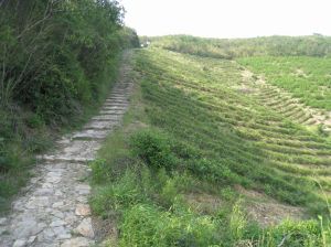 夾岙嶺古道 夾岙嶺古道