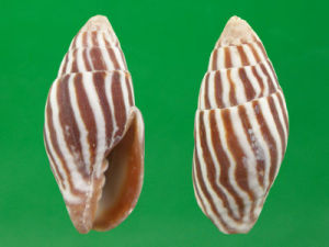 大焰筆螺 大焰筆螺