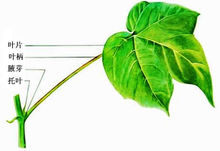 托葉,腋牙,葉炳和葉片稱為完全葉