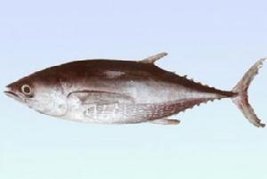 東方鮪魚 東方鮪魚