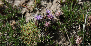 鑽葉風毛菊 鑽葉風毛菊