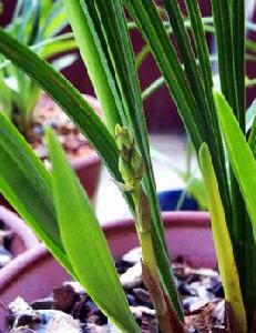 建蘭葉[建蘭葉]