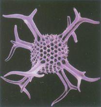 硅藻圖片(4)