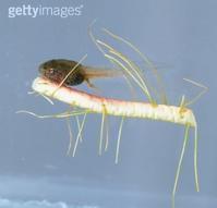 亞馬孫蝌蚪 亞馬孫蝌蚪