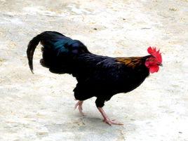 原雞海南亞種 原雞海南亞種