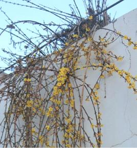 迎春花根 迎春花根