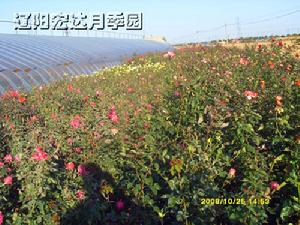 遼陽月季花網 遼陽月季花網