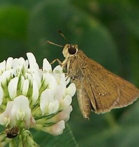 直紋弄蝶 直紋弄蝶