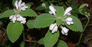 陽朔小野芝麻 陽朔小野芝麻