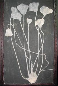 海百合化石圖片