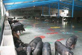 徒河黑豬 徒河黑豬