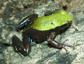 攀樹彩蛙 攀樹彩蛙