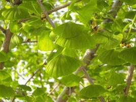 銀杏葉保健茶 銀杏葉保健茶