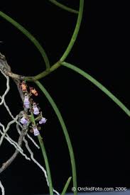 植株懸垂，莖細圓柱形，花苞片小。