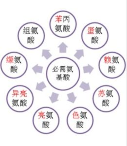 胺基酸模式 胺基酸模式