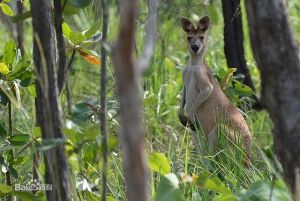 羚大袋鼠 羚大袋鼠