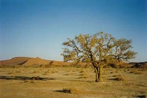 沙漠氣候