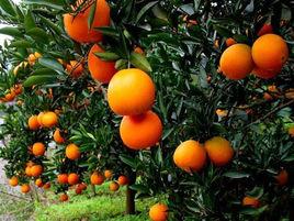 倫晚臍橙 倫晚臍橙