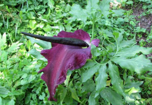 伏都百合 伏都百合