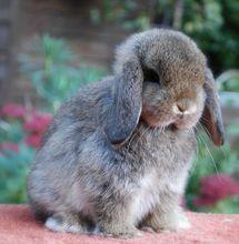 英國迷你垂耳兔