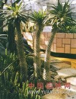 非洲霸王樹 非洲霸王樹