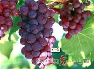 稷山紅提葡萄 稷山紅提葡萄