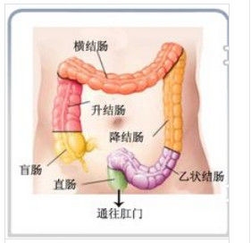 腸道結構圖