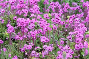 馬先蒿群 馬先蒿群