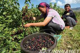 加侖·魯普 加侖·魯普