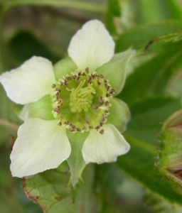 三葉懸鉤子 三葉懸鉤子