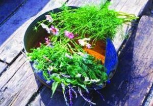 傳聞的換花草（圖二）