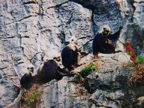 崇左弄官白頭葉猴生態公園 崇左弄官白頭葉猴生態公園