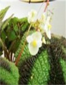 多毛秋海棠 多毛秋海棠