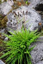 倒齒風毛菊 倒齒風毛菊