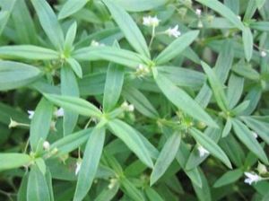 頂花耳草 頂花耳草